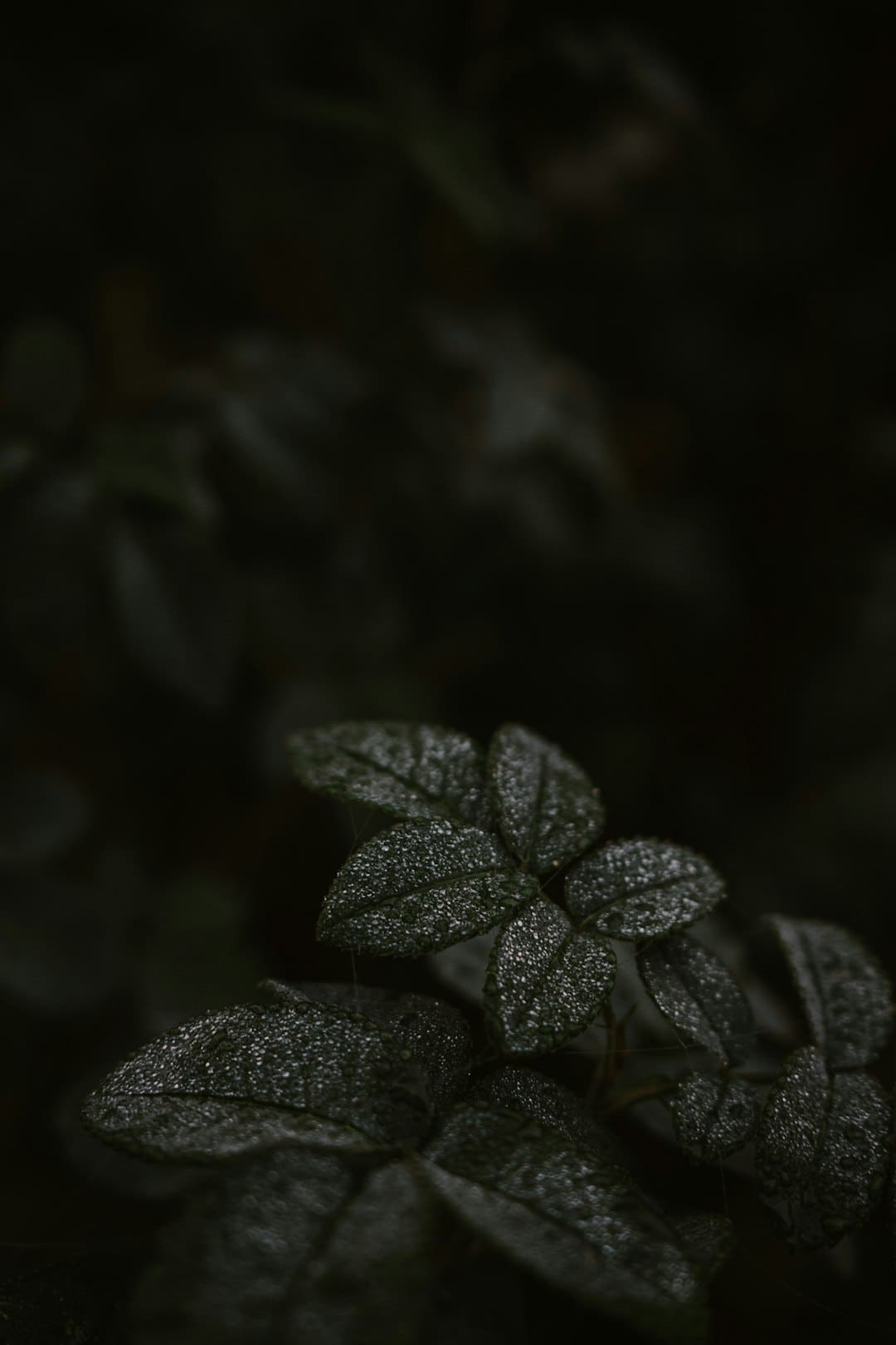 赵露思说现在是溃散后的安静 直播回应合约风云